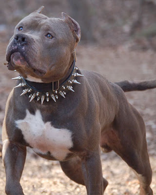 Truth Unleashed: Undeniable Pit Bull Facts That Owners Want Muzzled