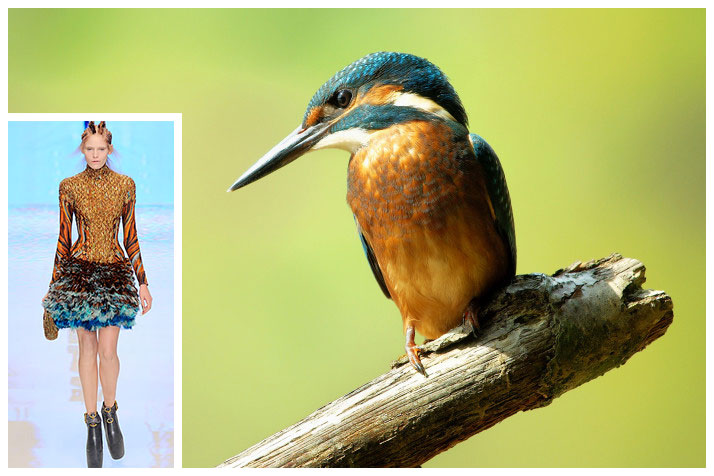 Соловей варакушка самка. Птица которая предсказывает смерть. Желтогрудый скворец. Турухтан (philomachus pugnax). Голубая кустарниковая сойка.