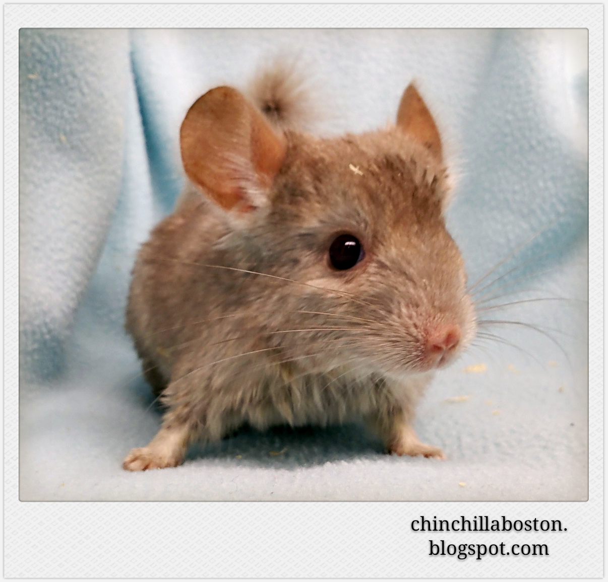 Chinchilla Boston