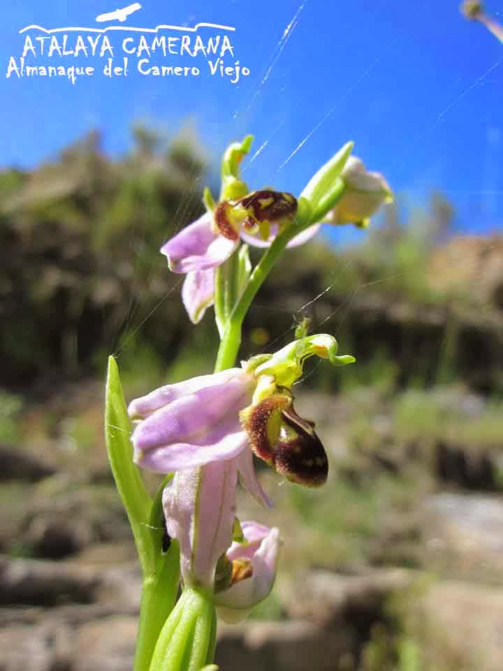 Sierra del Camero Viejo: Orquídeas Silvestres