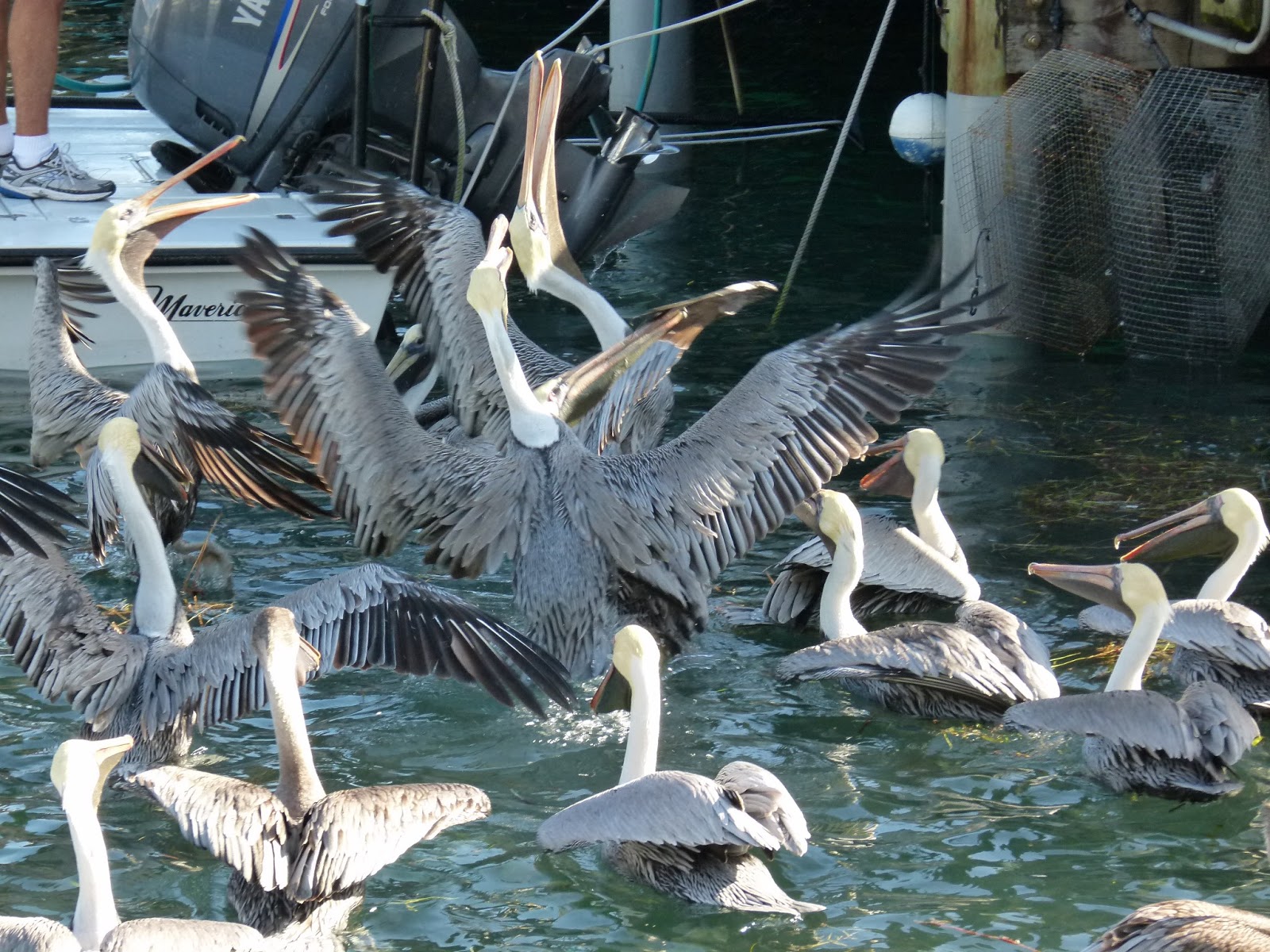 Visit Key West Tarpon feeding in Key West