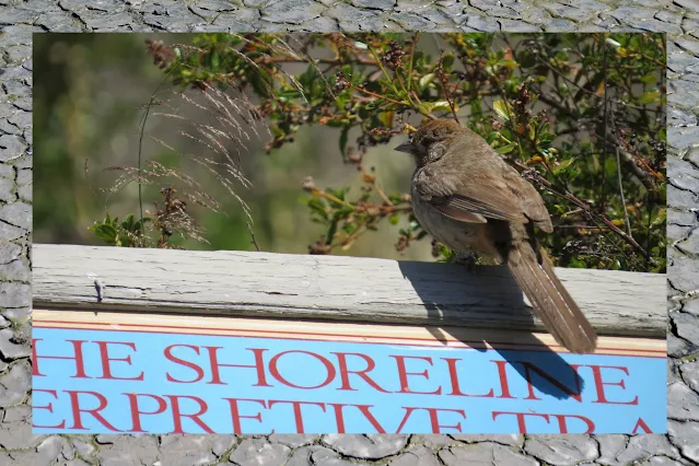 Birding Palo Alto - little brown bird