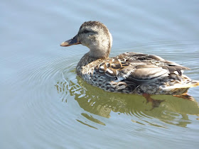 holyhead, angleysey, country-park, lake, duck, north-wales, wildlife, travel