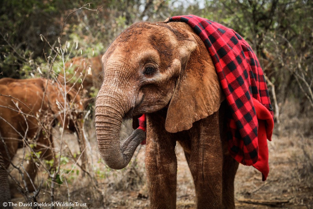 Wildlife On The Heart