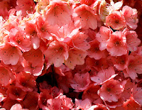 azaleas