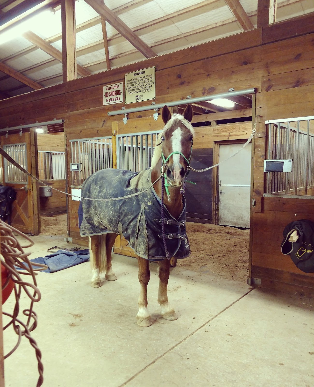 Cob Jockey Product Review Rambo Blanket Liners with NonRambo Blankets