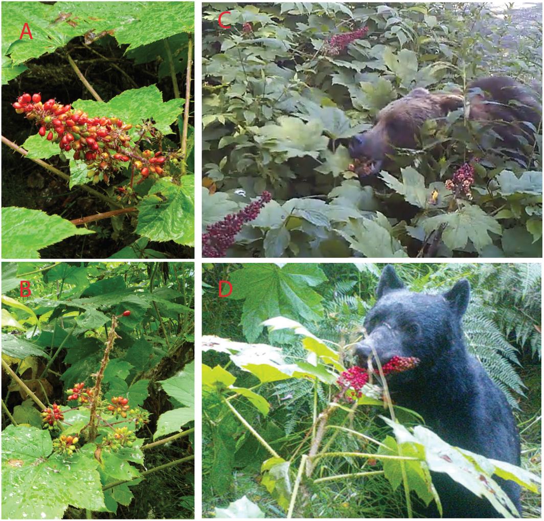 Earth's & Natural Networking Move over Birds, Bears disperse