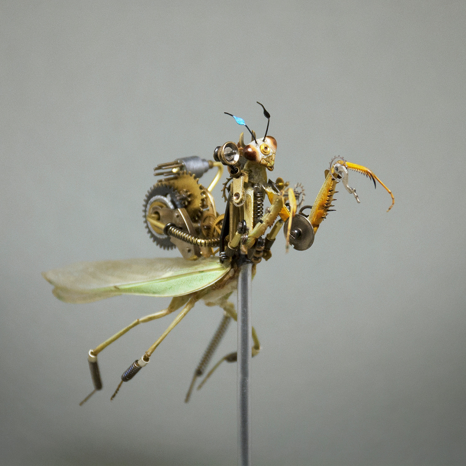 Sculpture - Steampunk - Insects - Mike Libby (Insect Lab)