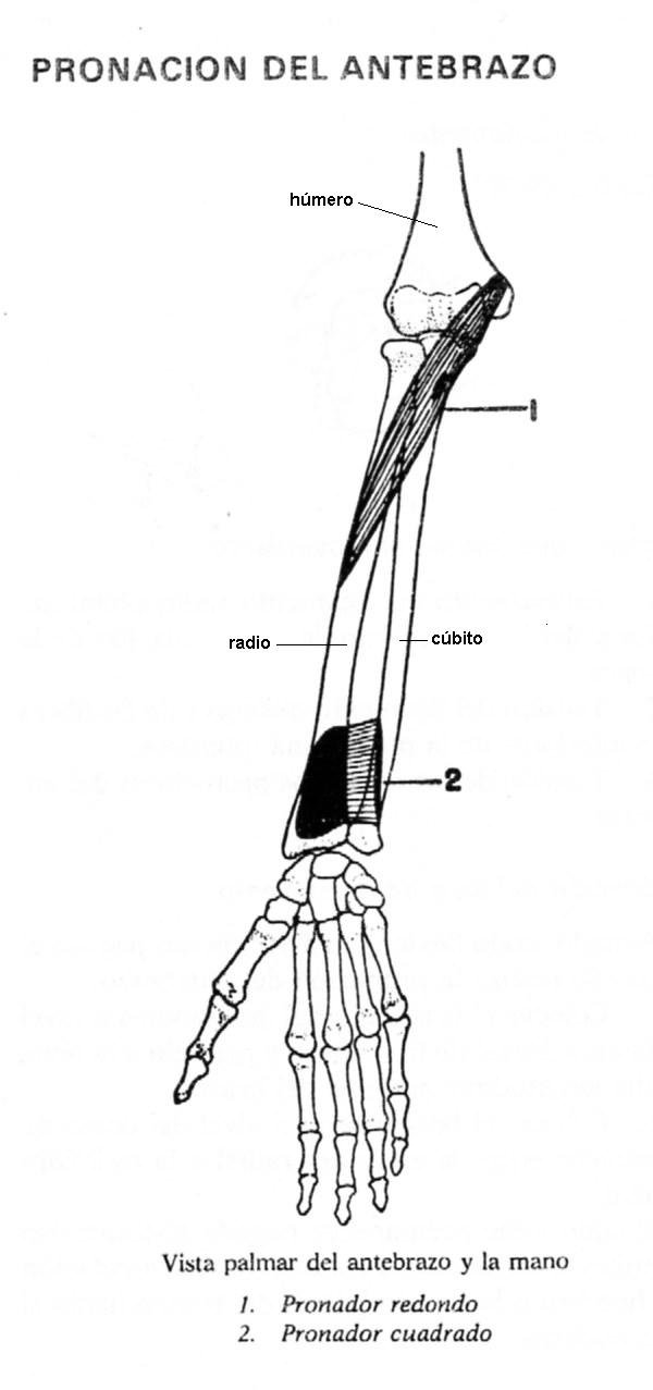 A MOVERSE !!: PRONACIÓN DEL ANTEBRAZO