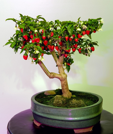 bonsai+peperplant.jpg