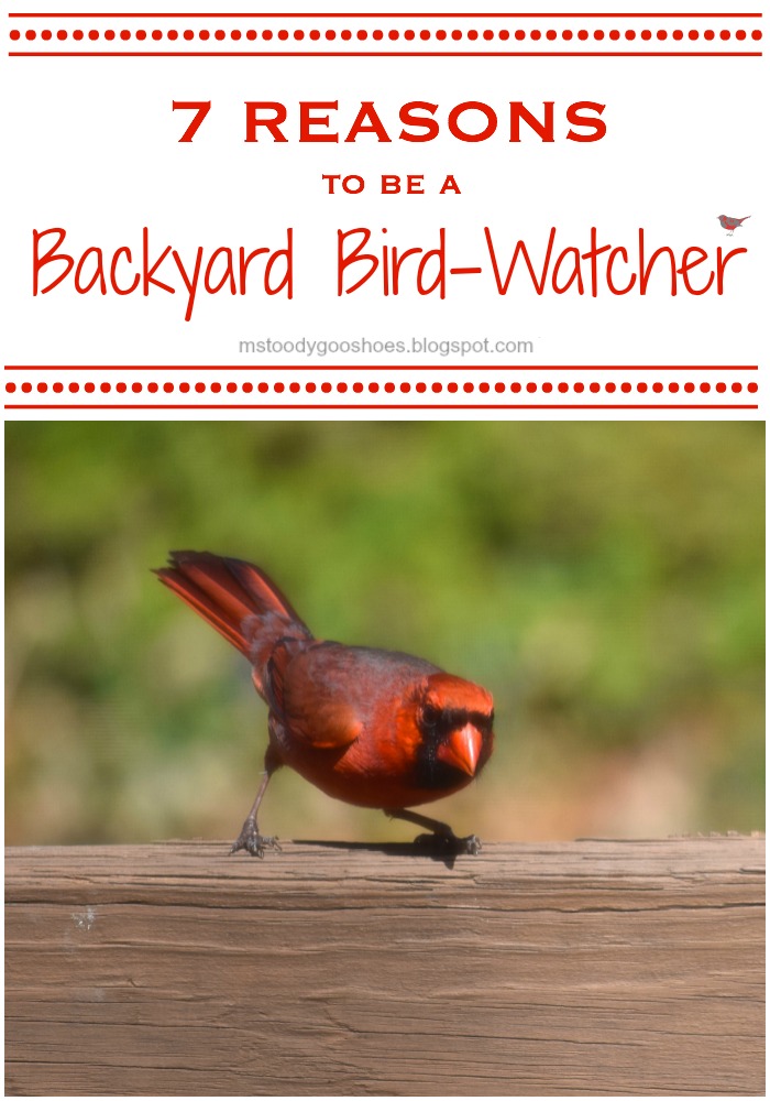 Ms Toody Goo Shoes 7 Reasons To Be A Backyard Bird Watcher