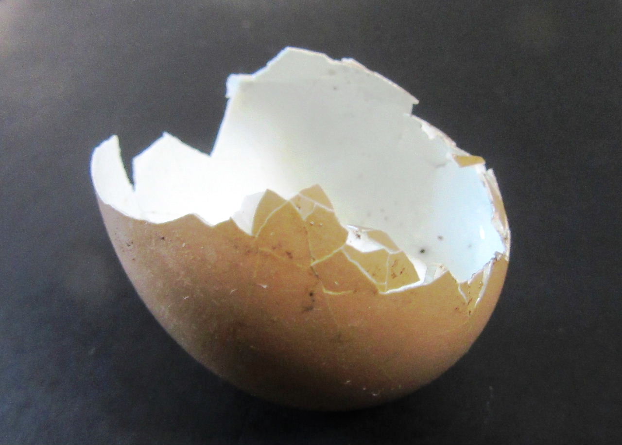 Largo Baywatch Broken Egg Shell