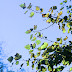 Poplar Tree Leaves