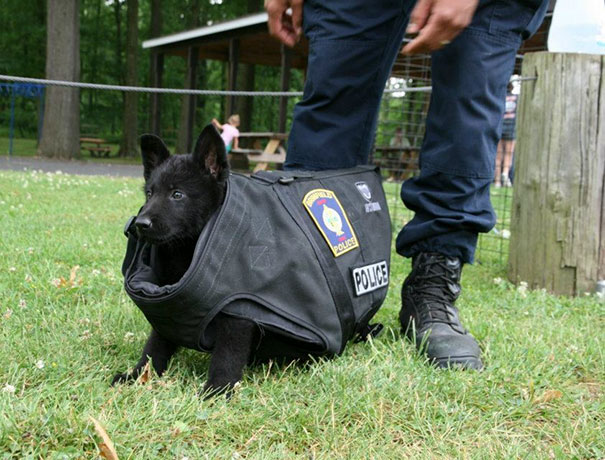 #7 This Is The New Puppy At Training Today. We Don't Think The Bullet Proof Vest Fits... Just Yet - 10 Puppies On Their First Days Of Work That Will Make Your Day #7 This Is The New Puppy At Training Today. We Don't Think The Bullet Proof Vest Fits... Just Yet - 10 Puppies On Their First Days Of Work That Will Make Your Day