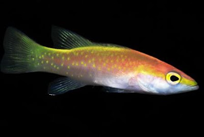Ikan hias Golden Basslet Ikan hias Golden Basslet