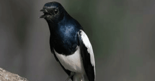 11+ Super n buat burung kacer terupdate