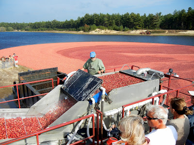 Cranberries being pumped onto a conveyor belt to be washed during wet harvest