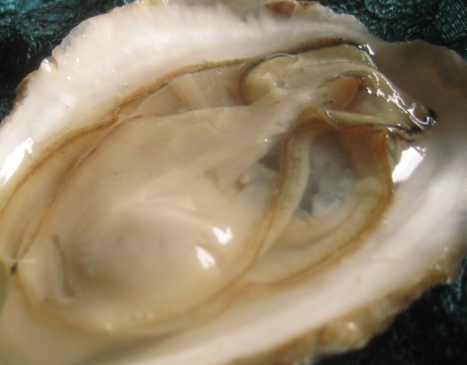 An Offal Experiment Oyster Obsession Part 1 Raw