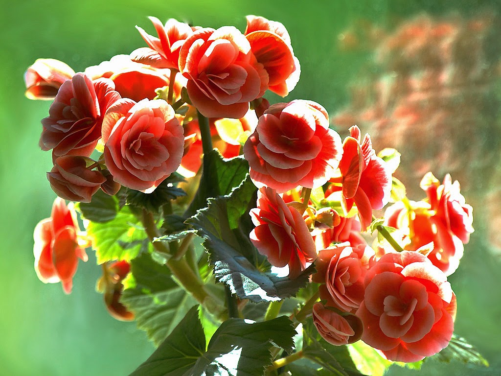 Цветы: Бегония