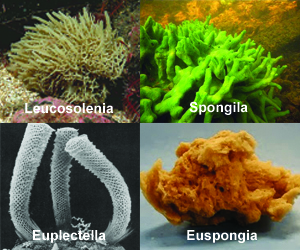48 Koleksi Ciri Dan Gambar Hewan Porifera Gratis