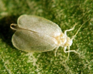 Kutitap Insect Meuhamboe™: LAPORAN HAMA TUMBUHAN