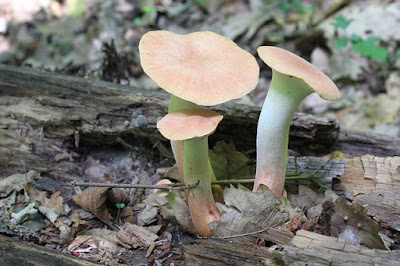jamur Pleurotus eryngii (King trumpet mushroom)