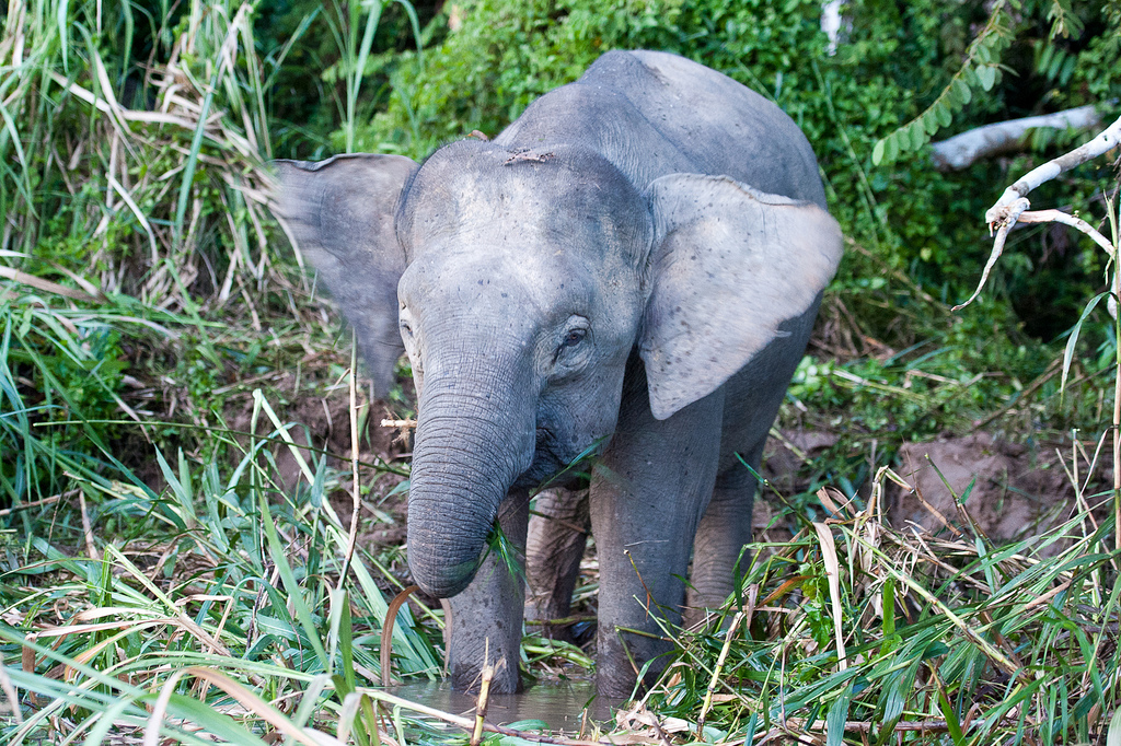 Слоник старую версию. Слон Борнео. Азиатский слон Борнео. Борнейский карликовый слон. Карликовые слоны Борнео.
