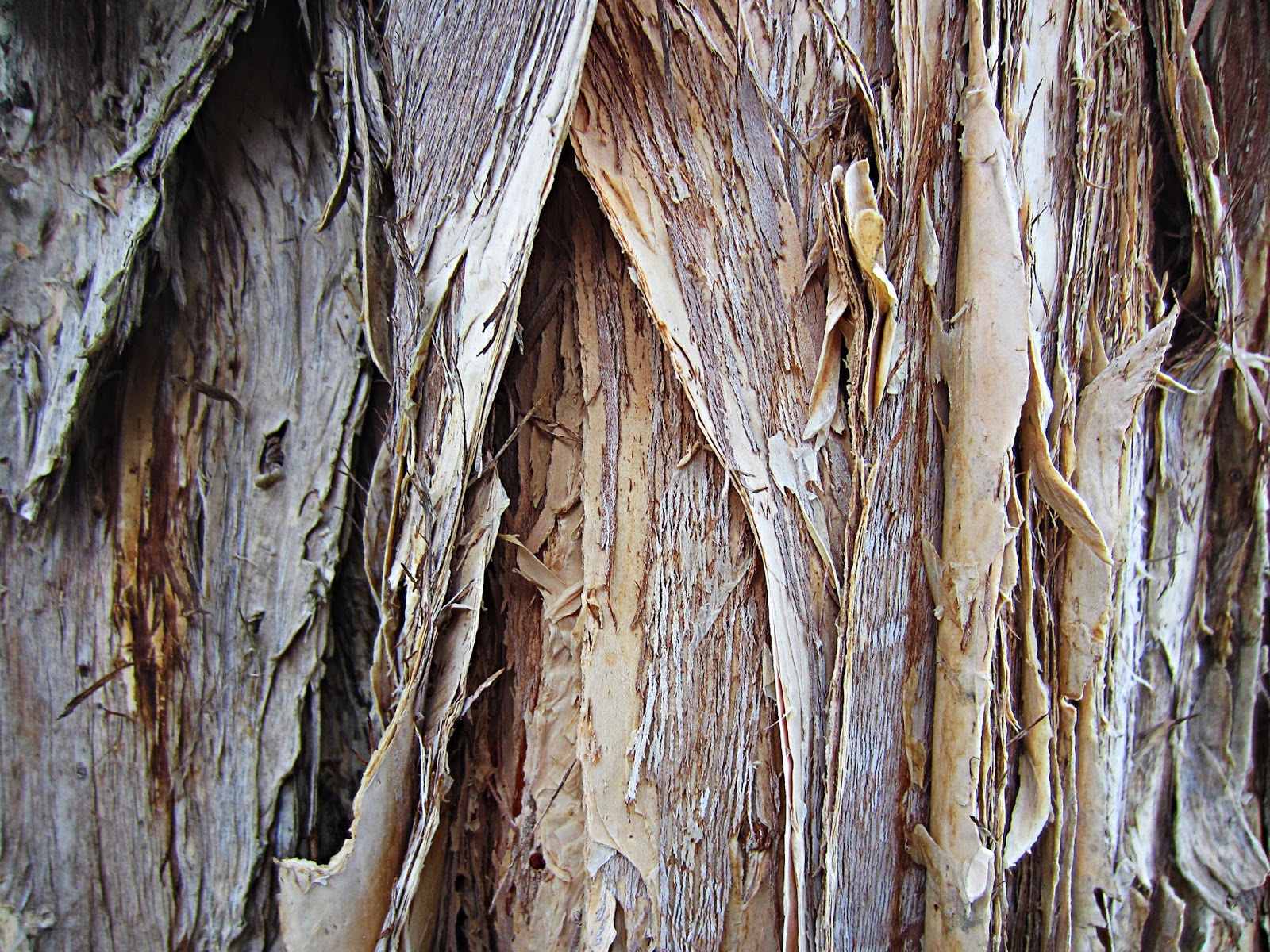 paperbark maple tree problems paperbark maple tree problems