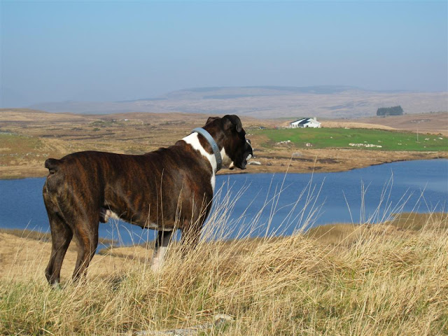 boxer dog portrait   