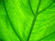 Green Leaf Wallpaper (green leaf pc desktop wallpaper hd)