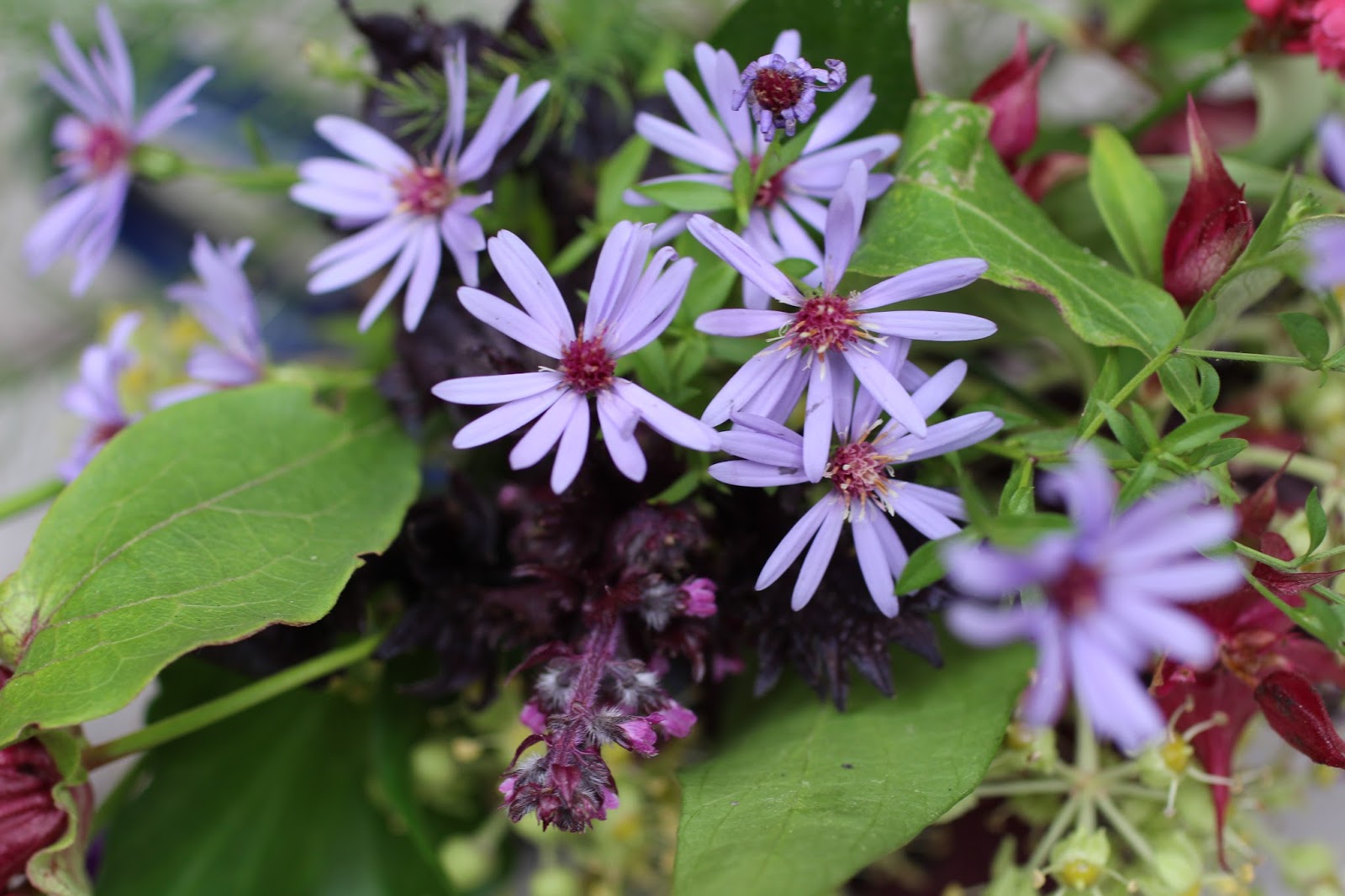Leycesteria Formosa Stock Photo 5231450 Alamy
