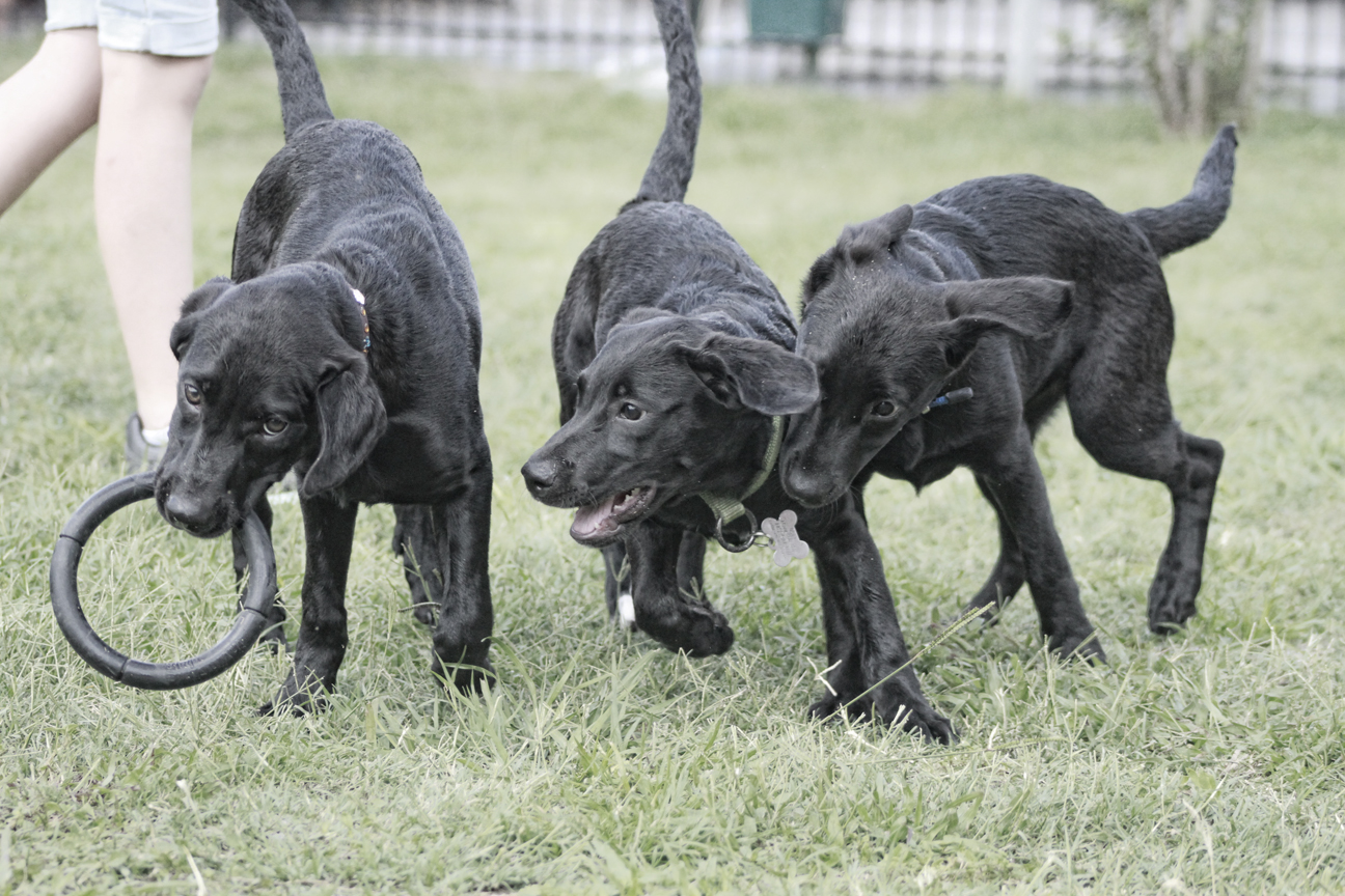 The Doglando Blog Orlando Dog Grooming Orlando Dog Training Dog