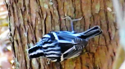 Black and White Warbler