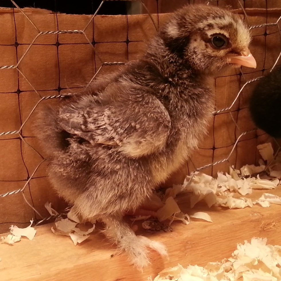 Feather Feet & Vulture Hocks Chick Profile Cochin Bantam 2 Silver