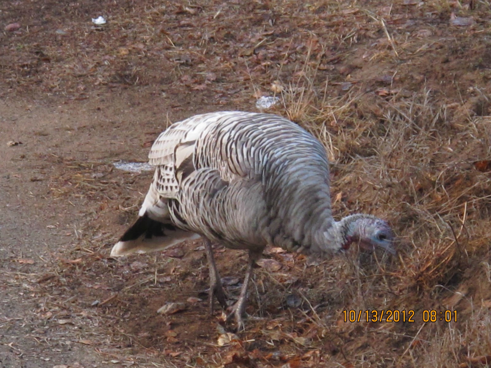 The Official Blog Turkeys of many colors