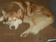 Brut~Forever Father of the Paws