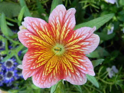 Red Salpiglossis sinuata Painted Tongue Allan Gardens Conservatory Spring Flower Show 2013 by garden muses: a Toronto gardening blog 