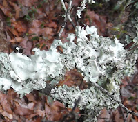 plate lichen