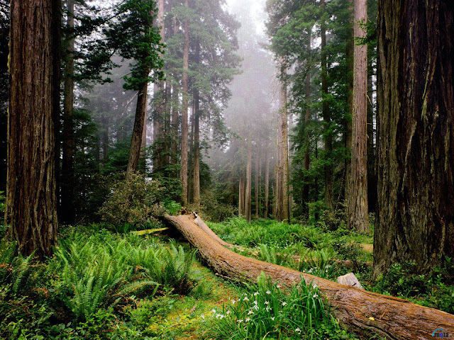 Resultado de imagen para imagen de bosques templados