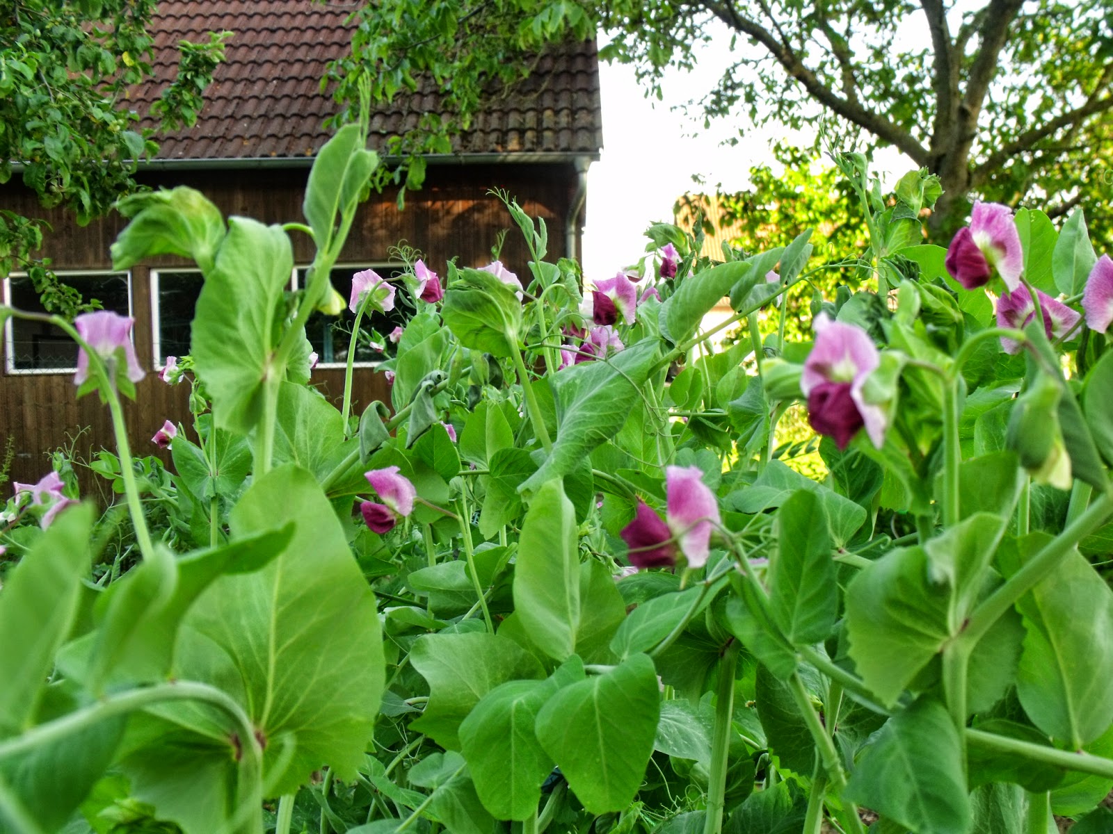 Bilder Zu Welche Blumen Blühen Im Juni