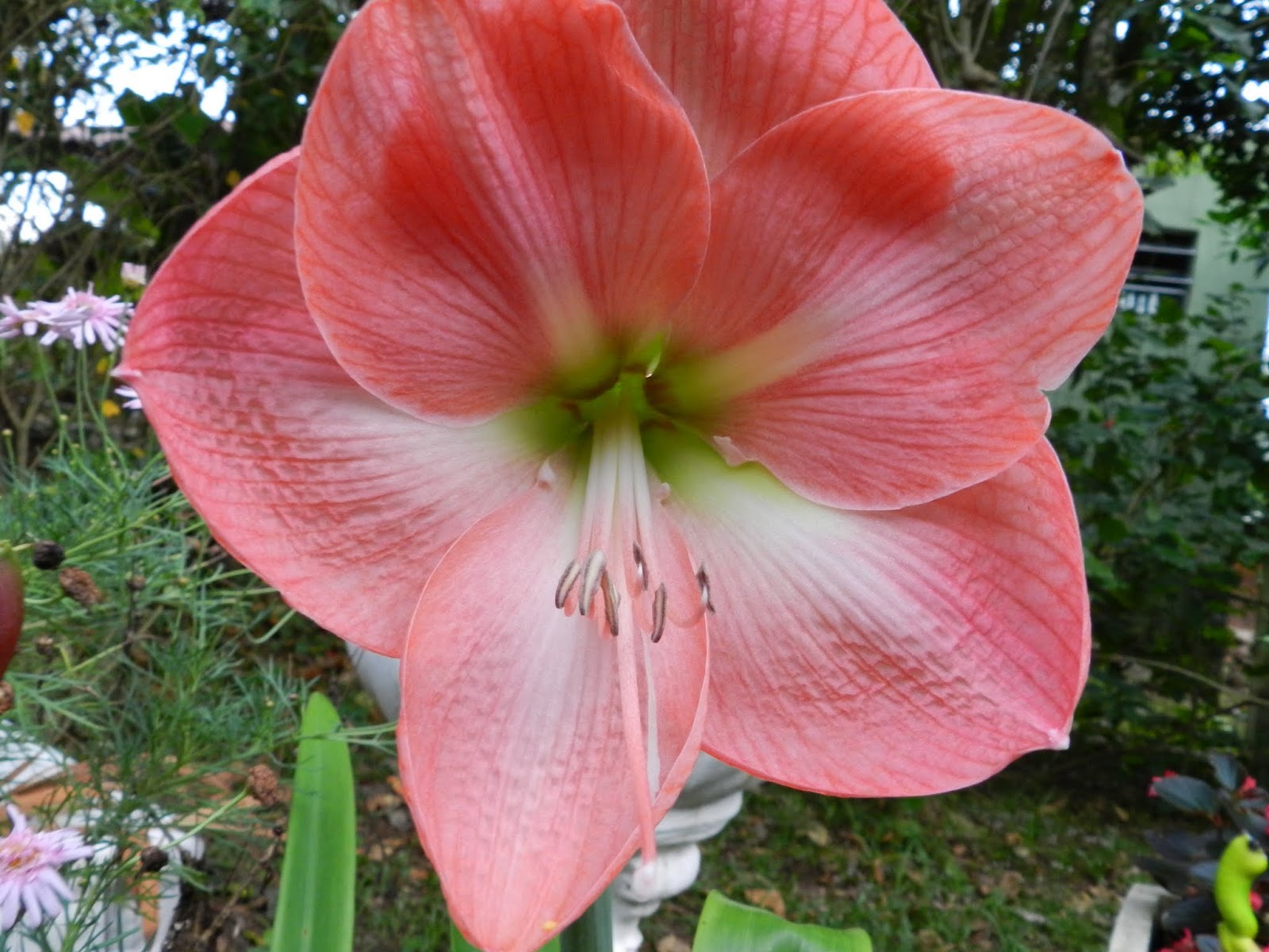 Pássaros e Flores: Amarilis