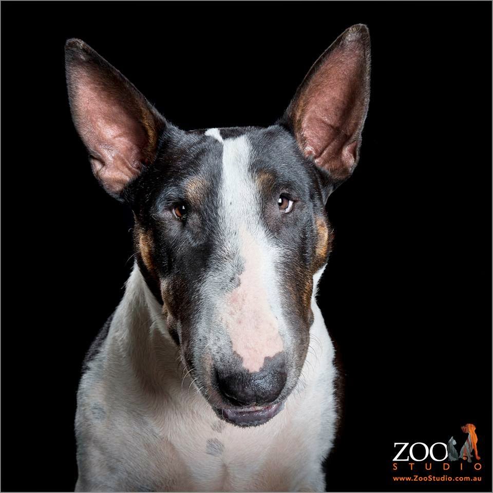 Lisa's World Zoo Studio Animal Art Photography