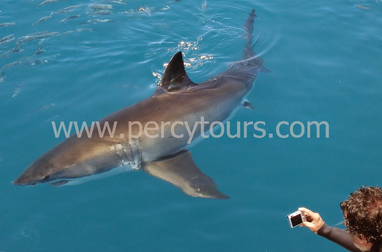 Great White Shark cage diving Hermanus