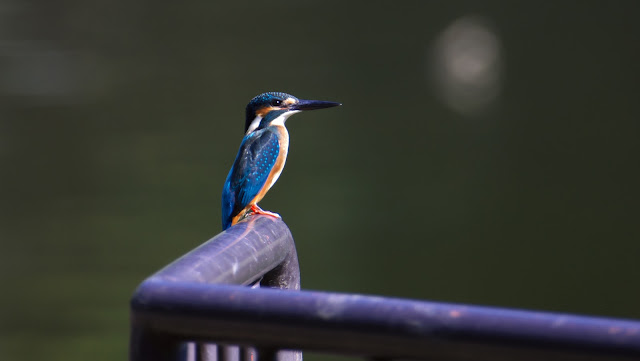 2017 年 9 月 11 日、カリフォルニアのスモークジャンパーズがチャネル諸島国定海岸で歴史的なジャンプを行いました。