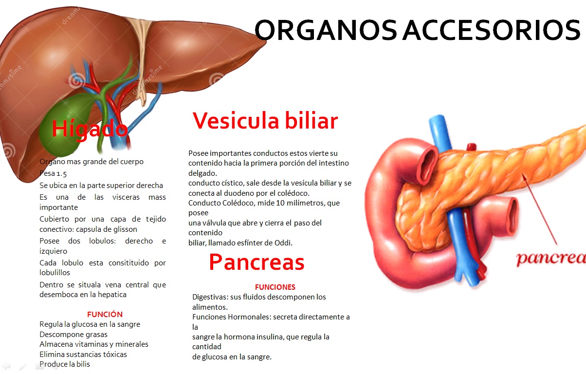 Blog de evidencias de Fisiologia Daniela Nayeli Flores Montijo: ORGANOS