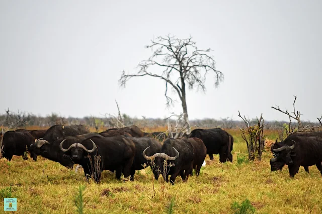 Búfalos en Dizhana, Botswana