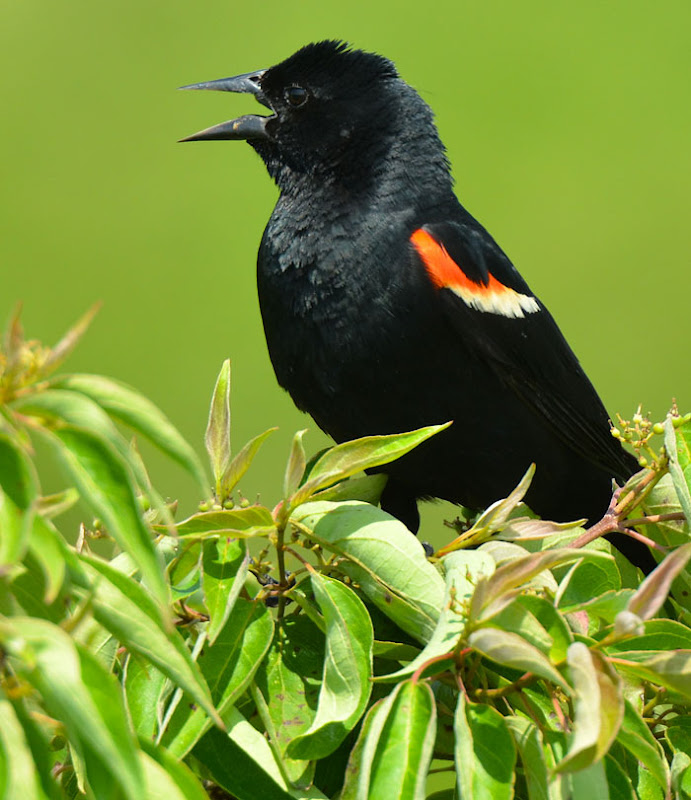 Red and the Peanut: A Red-winged Blackbird singing in the High Meadow ...