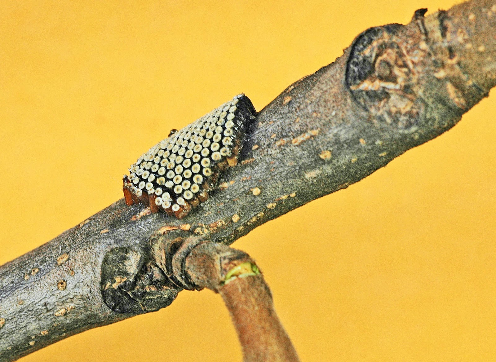 Northern Pecans Wheel bug egg mass
