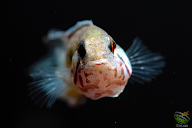 Apistogramma lineata