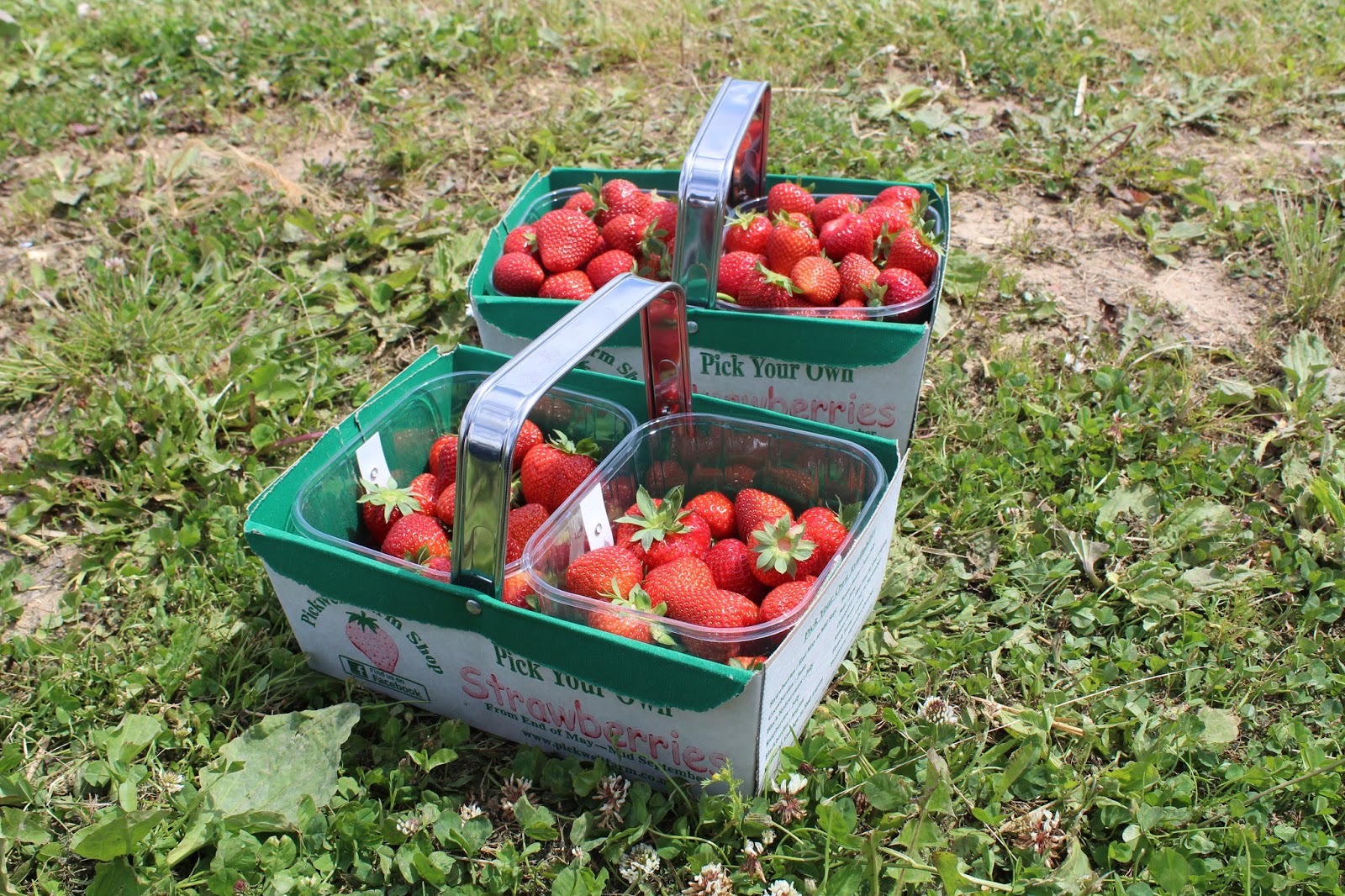 Strawberry Picking at Pickwell Farm Alice Anne